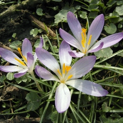 Crocus