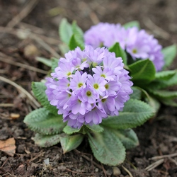 Primula