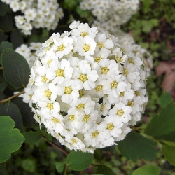 Spiraea