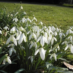 Galanthus