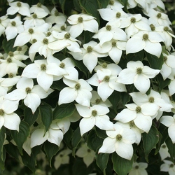 Cornus