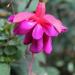 Fuchsia